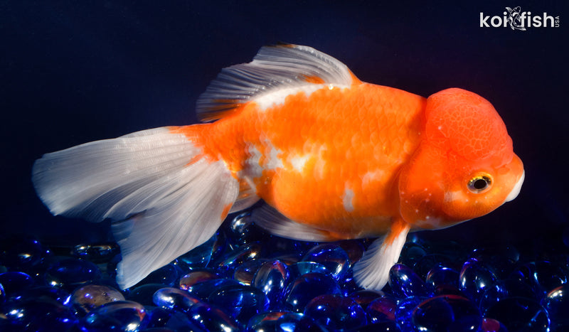 6.75" ORANDA GOLDFISH