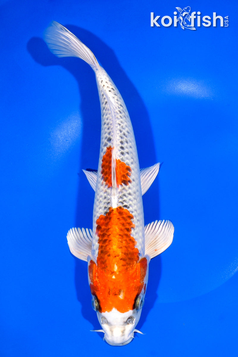 11.25" KUJAKU