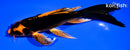 7.25" ORENJI MATSUBA BUTTERFLY
