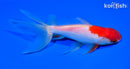 6.25" SARASA WATONAI GOLDFISH
