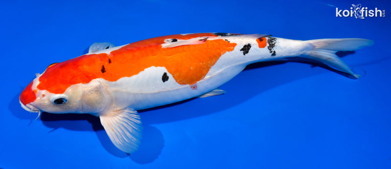 15" HEISEI NISHIKI