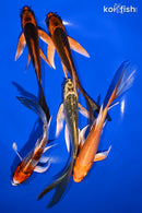 PACK OF (5) 4.75-5.75" BUTTERFLY KOI