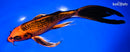 9.75" KIN ORENJI MATSUBA BUTTERFLY