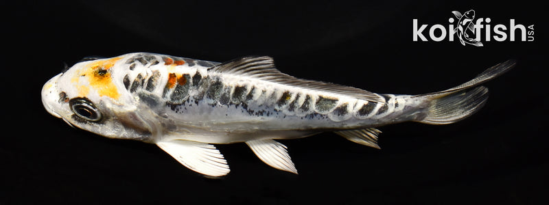 5.25" KIN KIKOKURYU