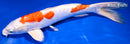 11.5" KIKUSUI