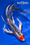 7.75" BENI KIKOKURYU BUTTERFLY