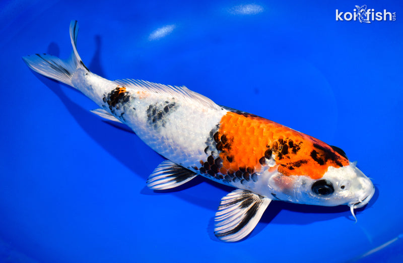 11.5" KIN SHOWA