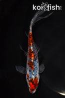 7.75" SHUBUNKIN GOLDFISH