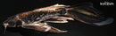 11" KIKOKURYU BUTTERFLY