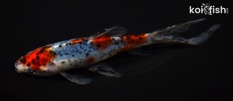 7.75" SHUBUNKIN GOLDFISH
