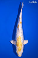 11.25" GINRIN LEMON HARIWAKE