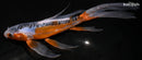 7.75" SHUSUI BUTTERFLY