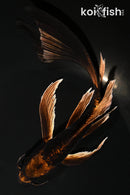 8.25" DOITSU NEZU OGON BUTTERFLY