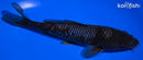 7.75" OCHIBA SHIGURE