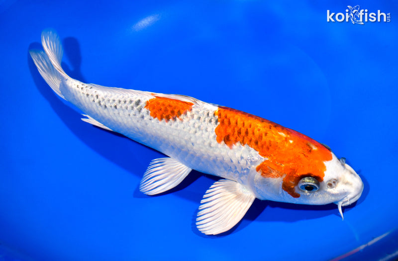 11.25" KUJAKU