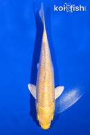 6" YAMABUKI OGON