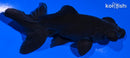 4.75" TELESCOPE FANTAIL GOLDFISH
