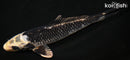7.75" GINGA