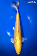 14.25" GINRIN YAMABUKI OGON
