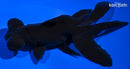 5.25" TELESCOPE FANTAIL GOLDFISH