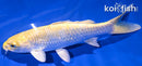 6" YAMABUKI OGON