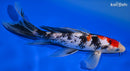 9.5" SANKE BUTTERFLY