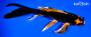 7.25" ORENJI MATSUBA BUTTERFLY