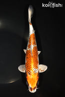 10.75" GINRIN KUJAKU