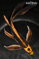 10" BENI KIKOKURYU BUTTERFLY