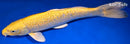 14.25" GINRIN YAMABUKI OGON