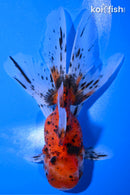 4.75" CALICO ORANDA GOLDFISH