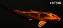 4.25" KIN ORENJI MATSUBA