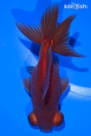 4.75" TELESCOPE FANTAIL GOLDFISH