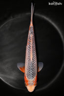 9.5" ASAGI
