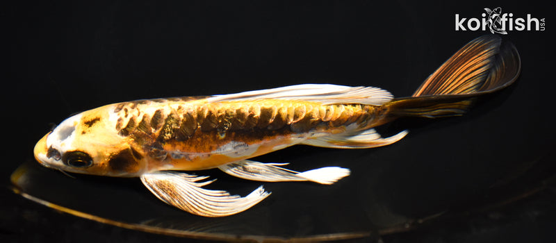 8.75" GINRIN KIN KIKOKURYU BUTTERFLY