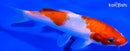 6" KOHAKU