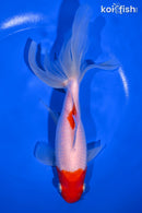 7.75" WATONAI GOLDFISH