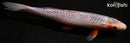 11.75" ASAGI