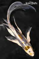 9.25" KIN KIKOKURYU BUTTERFLY