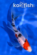 6.5" SANKE BUTTERFLY