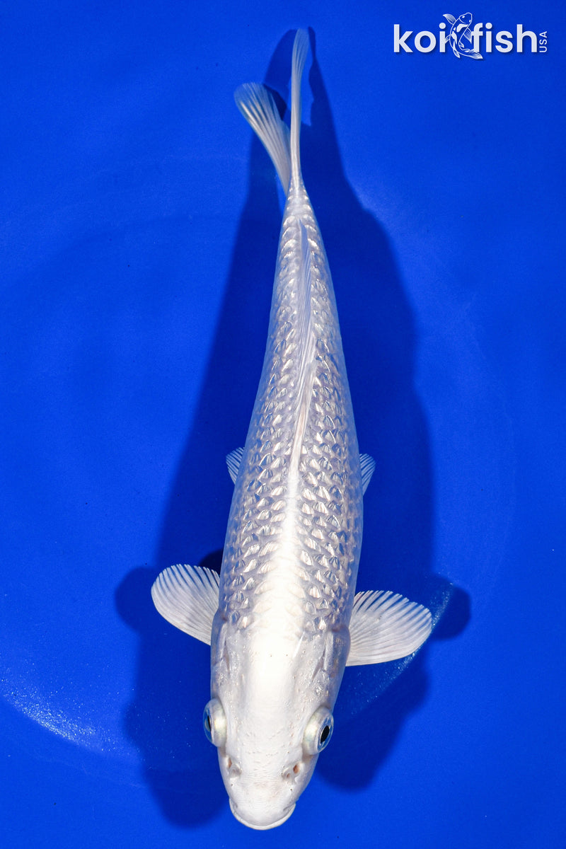 9" GINRIN PLATINUM OGON