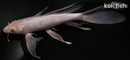 9.25" SORAGOI BUTTERFLY