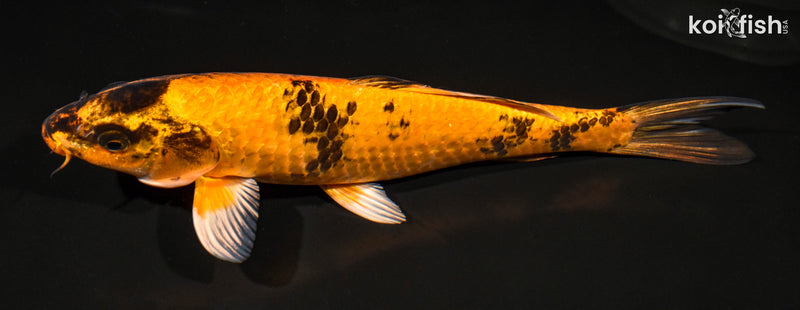13" KIN HI UTSURI
