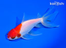 6.25" SARASA WATONAI GOLDFISH