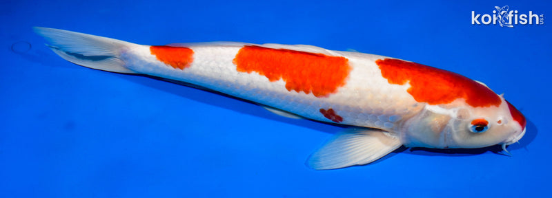 14.75" YONDAN KOHAKU