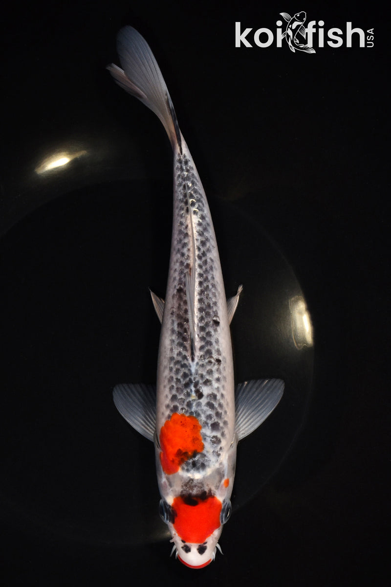 8.5" GOSHIKI