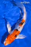 9" YAMATO NISHIKI BUTTERFLY