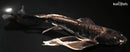 11" KIKOKURYU BUTTERFLY