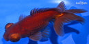 4.75" TELESCOPE FANTAIL GOLDFISH