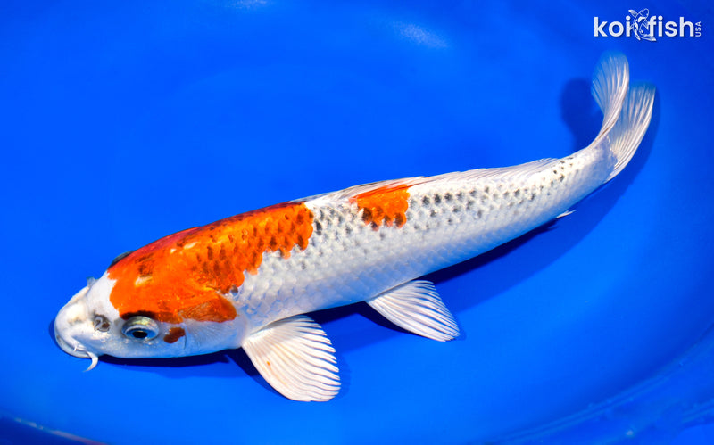 11.25" KUJAKU